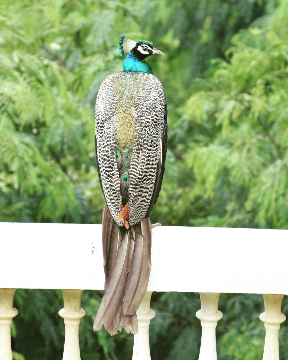 Peacock, Peacock, Bird, Nature, 
