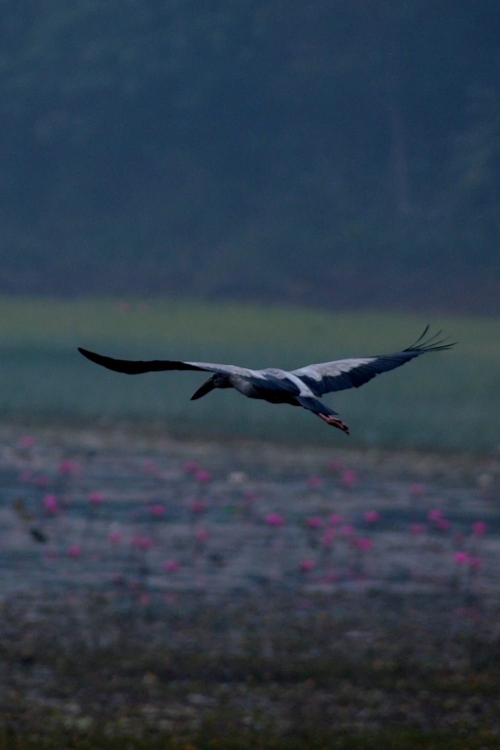 Go High to the Sky, #birds #wildlife, 