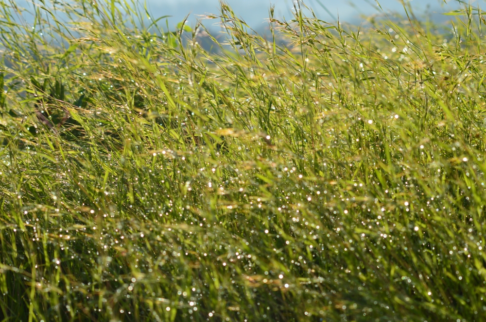 Grass,green,nature,kerala,kerala green nature, Grass, Green Field, Green, greenery, greens, Photography, wallpaper, without background, blurred background, blurred, water, waterdrops on leaf, waterdrops, waterdrop, Sun, Sunlight, Sunrise, morning, 