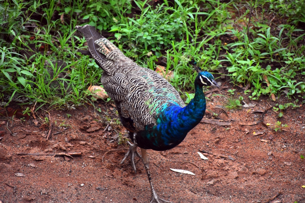 Indian Peacock, peacock, plumage, peafowl, indian peafowl, common peafowl, blue peafowl, wildlife, portrait, peacock, bird, feathers, pattern, design, peacock feathers, plumage, exotic bird, ave, avian, ornithology, bird watching, animal world, animal, exotic