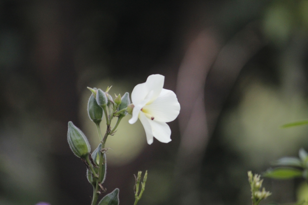 flower, #natu