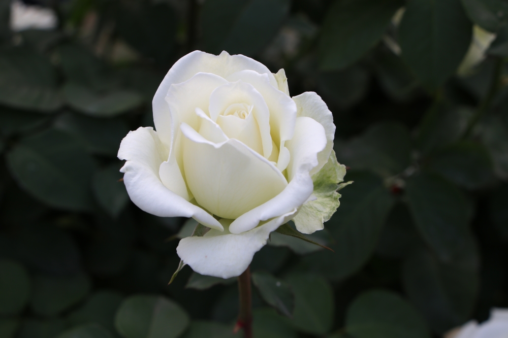 Rose flower, white rose flower