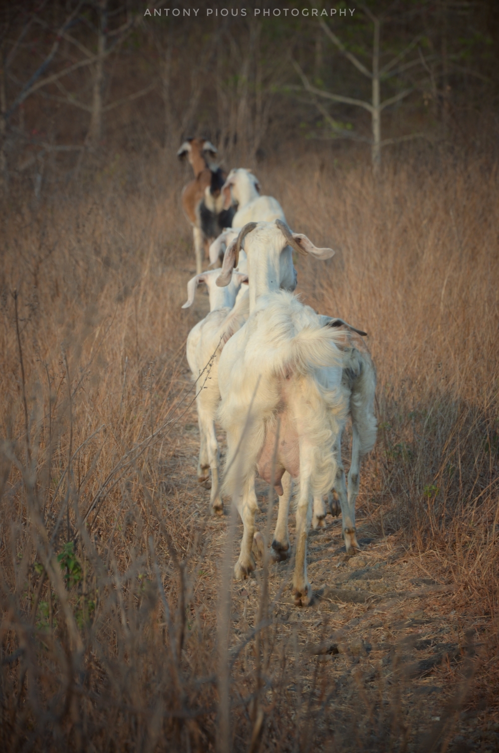 Patterns, #animals#photooftheday#ameteur photography, 