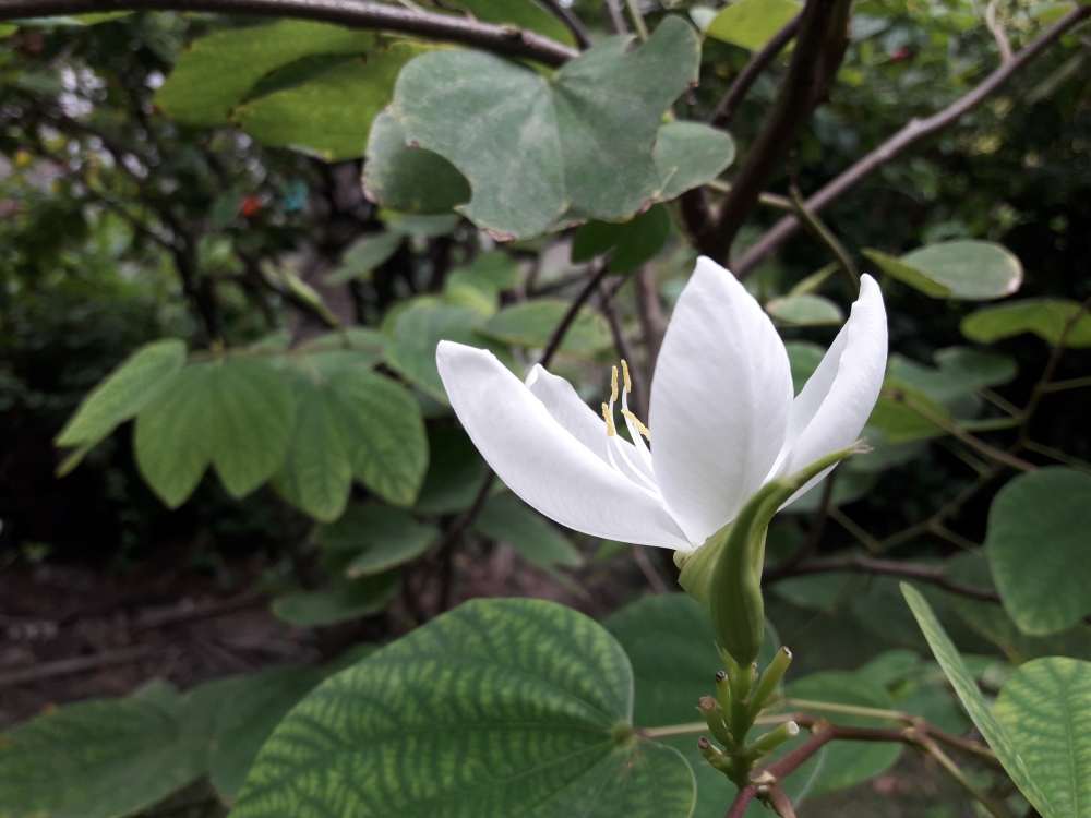 Nature , White Flower