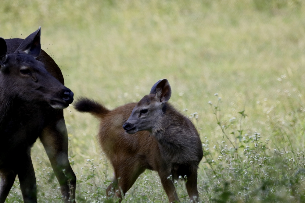 Mom With Her baby, into the wild, wildlife, wildlife photography, nature beauty, sambar deer, mammal, animal,  canon photography