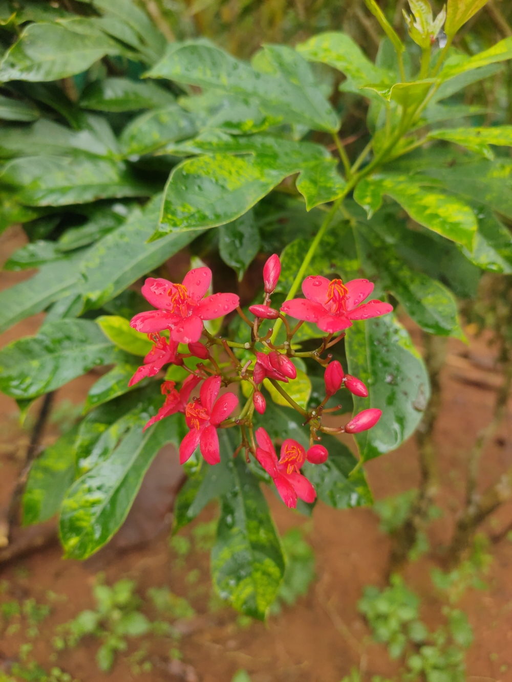 Time to bloom, Beautiful, flower, garden, Nature 