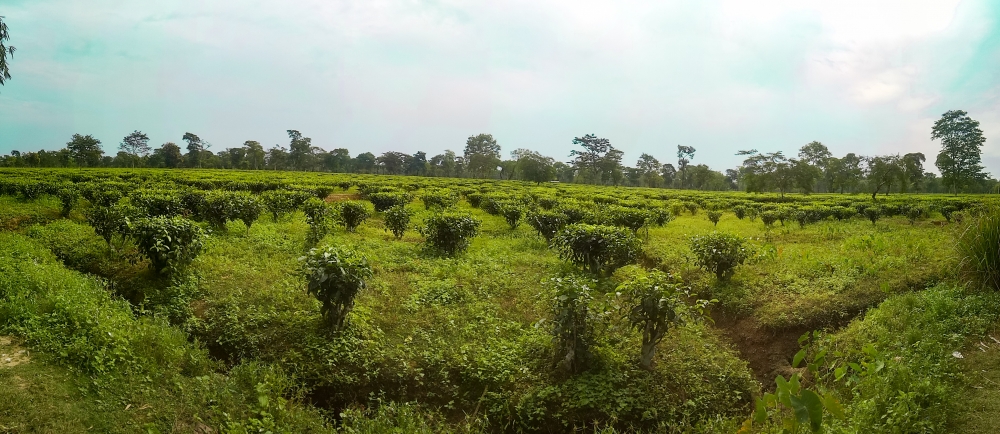Tea Gardens in Assam, Tea garden, Assam Tea, Beautiful Assam, Tea, Tea leaves, 
