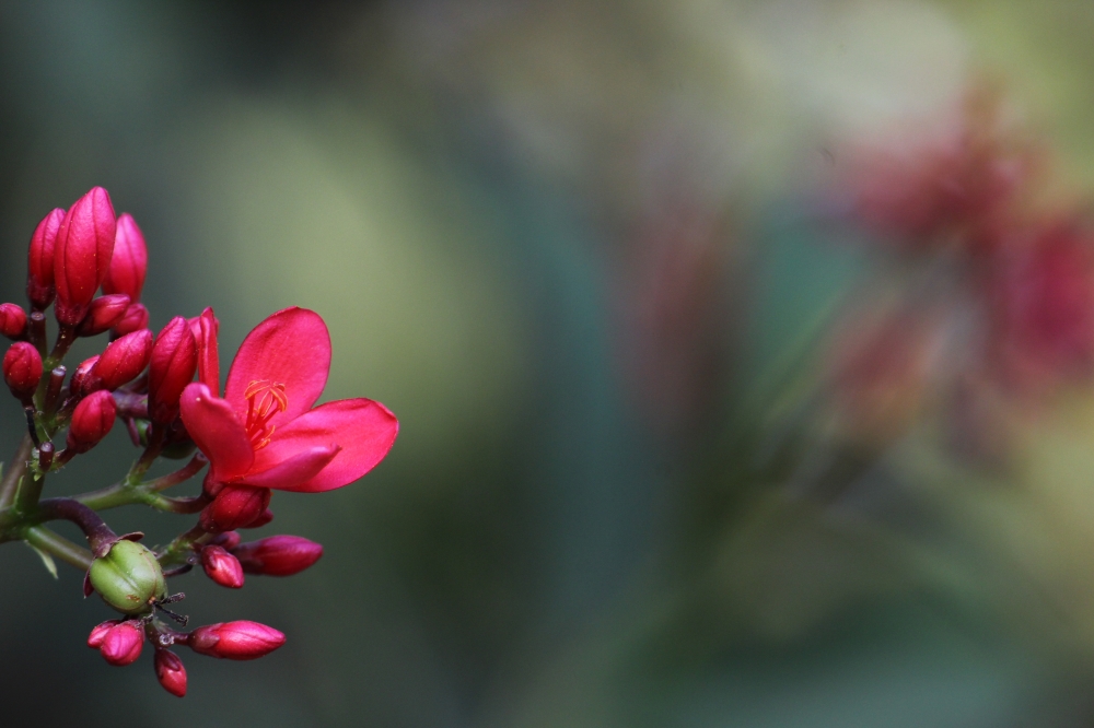 Flowers, Flower, rose flower, 