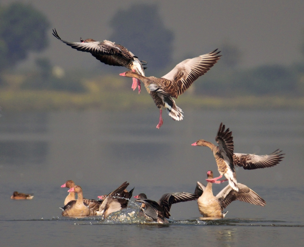 A synchronised landing, greylag goose,birdsin flight,birds of india