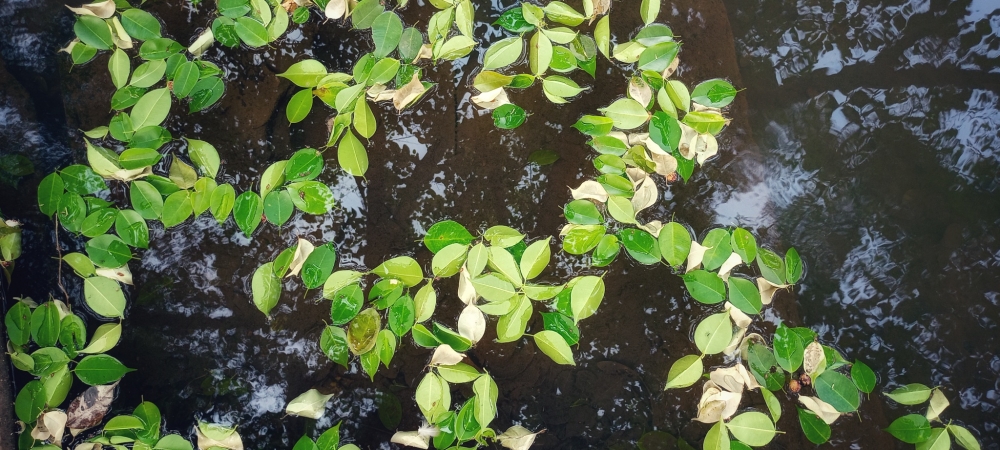 green leaf, #nature #photography #love #instagood #photooftheday #travel #sky #beautiful #art #naturephotography #like #landscape #sunset #photo #picoftheday #instagram #sun #beach #life #winter #sea #fun #cute #clouds #happy #naturelovers #summer #bhfyp, 