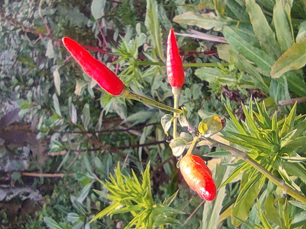 Red chilli, Red, spicy, test, food,