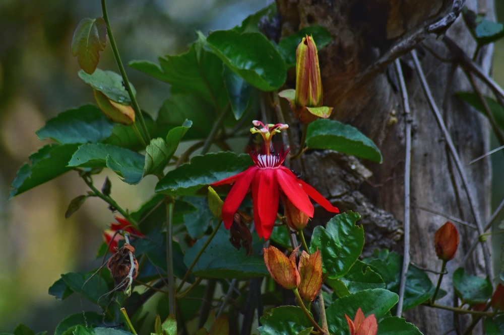 the red passion flower,, #nature #photography #love #instagood #photooftheday #travel #sky #beautiful #art #naturephotography #like #landscape #sunset #photo #picoftheday #instagram #sun #beach #life #winter #sea #fun #cute #clouds #happy #naturelovers #summer #bhfyp,   red passion flower, flowers, hdclicks, wallpaper, beautiful,