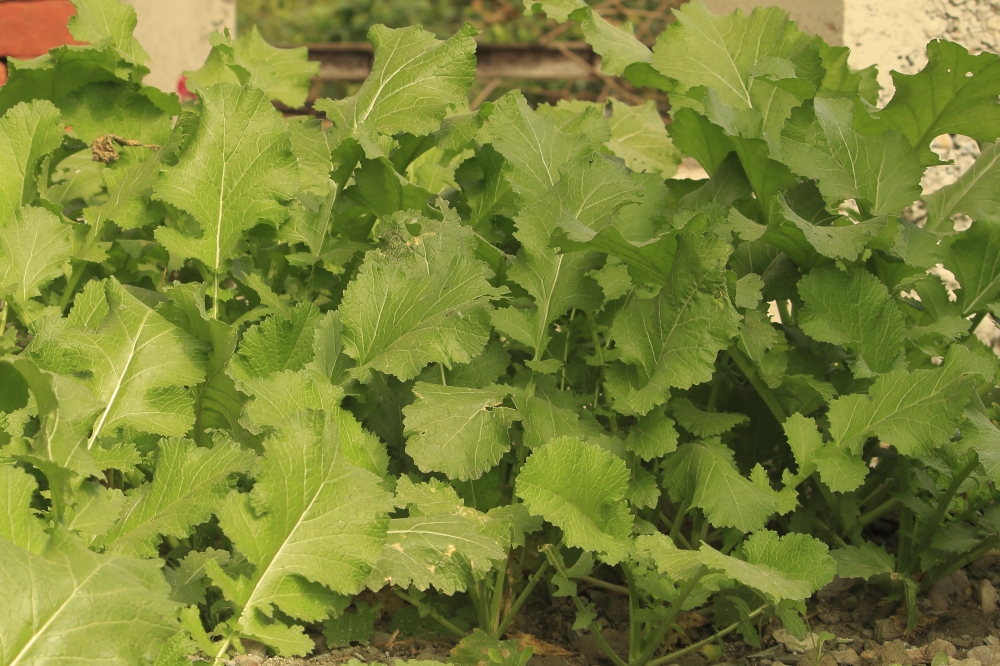 Green wave mustard, vein; leaf mustard; natural; oriental; raw; food; leaves; fresh; textured; young; bright; healthy; organic; cooking; herb; garden; homegrown; annual; growing; daylight; mustard green; grow; vegetable mustard; closeup; vietnamese; farm; dirt; nature; green; summertime; agriculture; mustard; field; plant; tranquil; absence; growth; sunny; image; leisure; cultivation; scenic; rural; crop; scene; generated; picturesque; yellow; saag; sarson; 