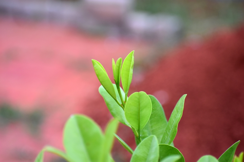 Cinnamon Leaf, cinnamon, leaf, fresh, red, background, food, natural