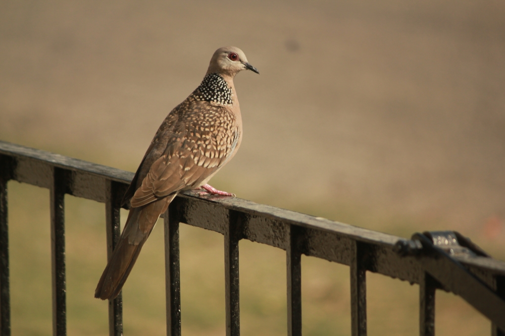Dove on the fence, Dove, bird, grey, beautiful, fence, alone, sitting, pretty, colorful wings