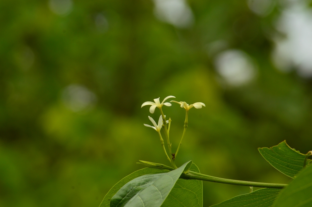 Flowers , #Flowers #Nature #hdclicks #photooftheday #winter #background #fullHD #landscape #wildflowers, 
