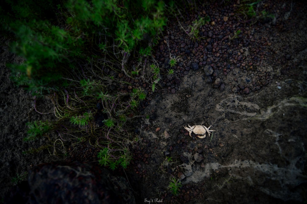 Crab, wallpaper, background, photograph, photography, photo, landscape, flowers,nature, wild, forest, cloud, beautiful , crab,dead, 
