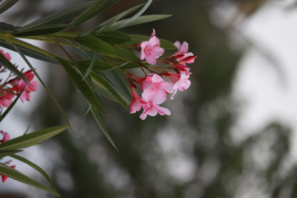 Nature, ,Flower,Nature,Lightroom,canonphotography,canonclick