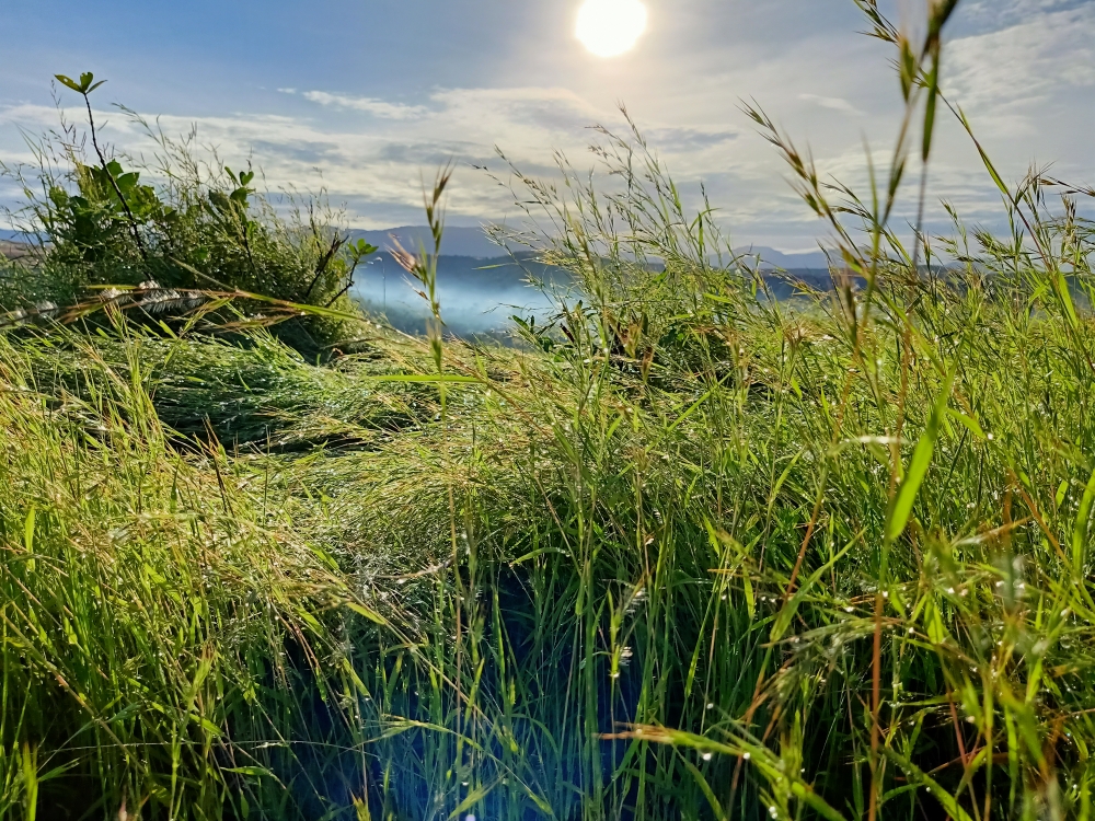 Sunrise,nature,landscape, mountain,green,grass,nature,morning,mist,, Sun, Sunny, Sunrise, Sunlight, natural, Nature, land, landscape, Green Field, greenery, greens, plant, plants, 