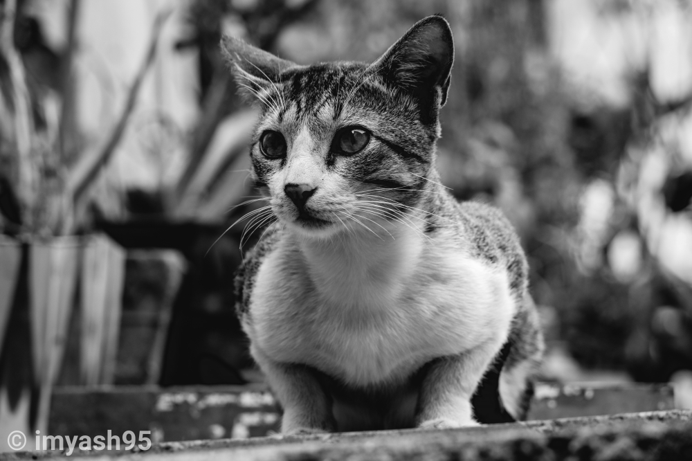 Cat 🐈, #photo #photos #pic #pics #envywear #picture #pictures #snapshot #art #beautiful #instagood #picoftheday #photooftheday #color #all_shots #exposure #composition #focus #capture #moment #hdr #hdrspotters #hdrstyles_gf #hdri #hdroftheday #hdriphonegraphy #hdr_lovers #awesome_hdr