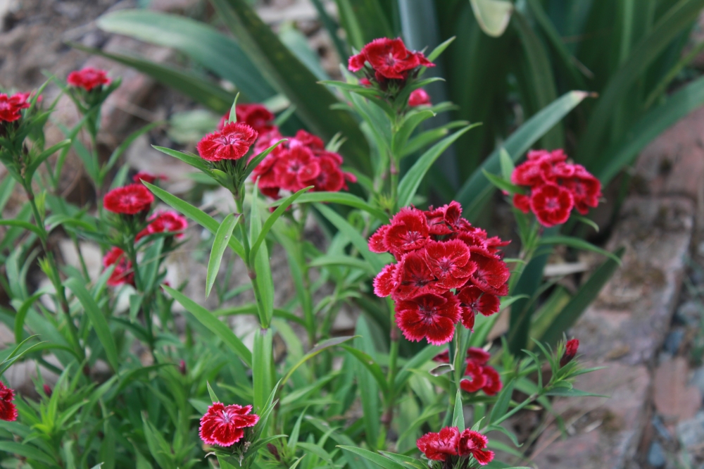 beautiful red small flowers, Beautiful, colorful, flowers, homegrown, outdoor, red, yellow, green, sky, wall, mountains,