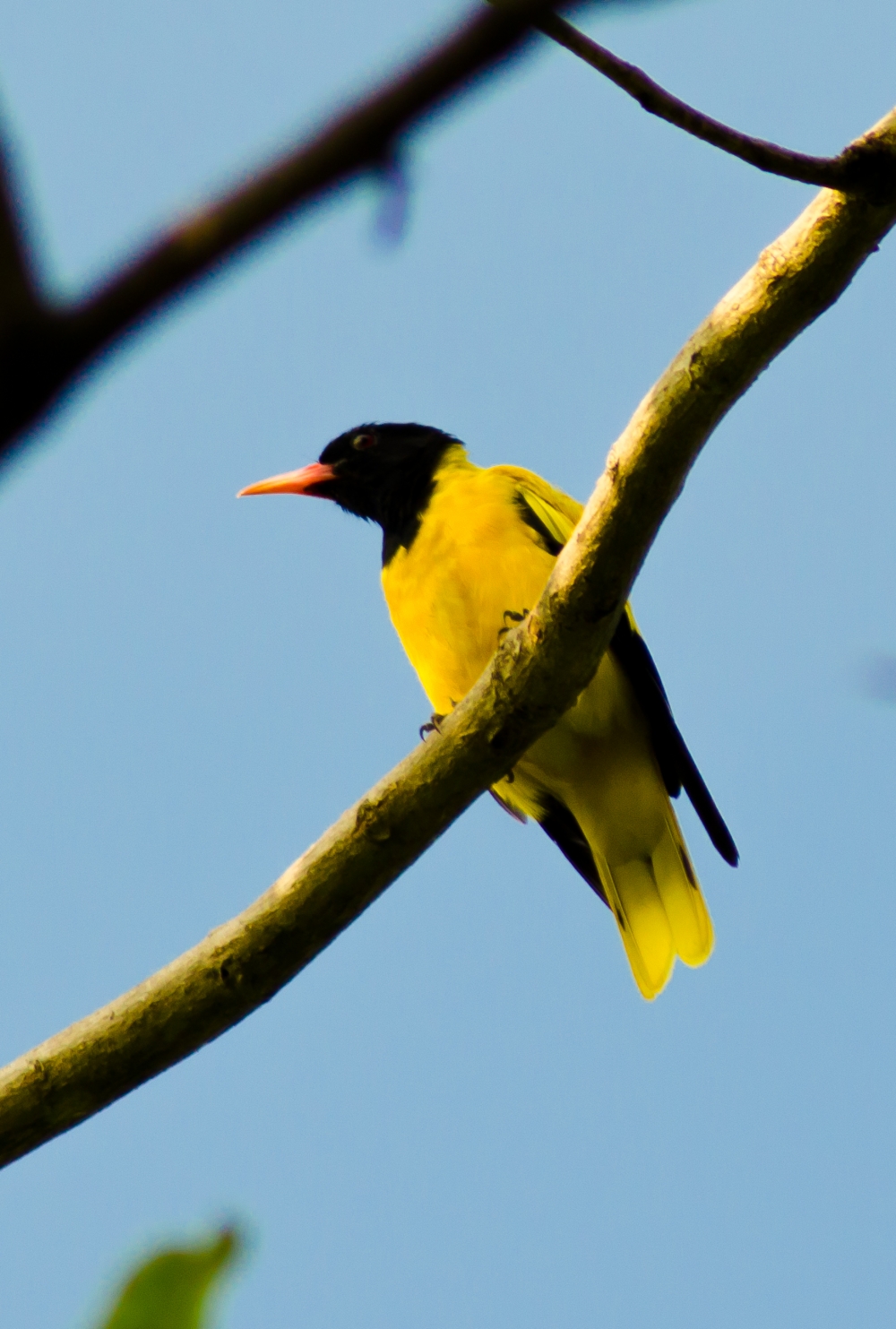 Nature of Colour., #birds #wildlife, 