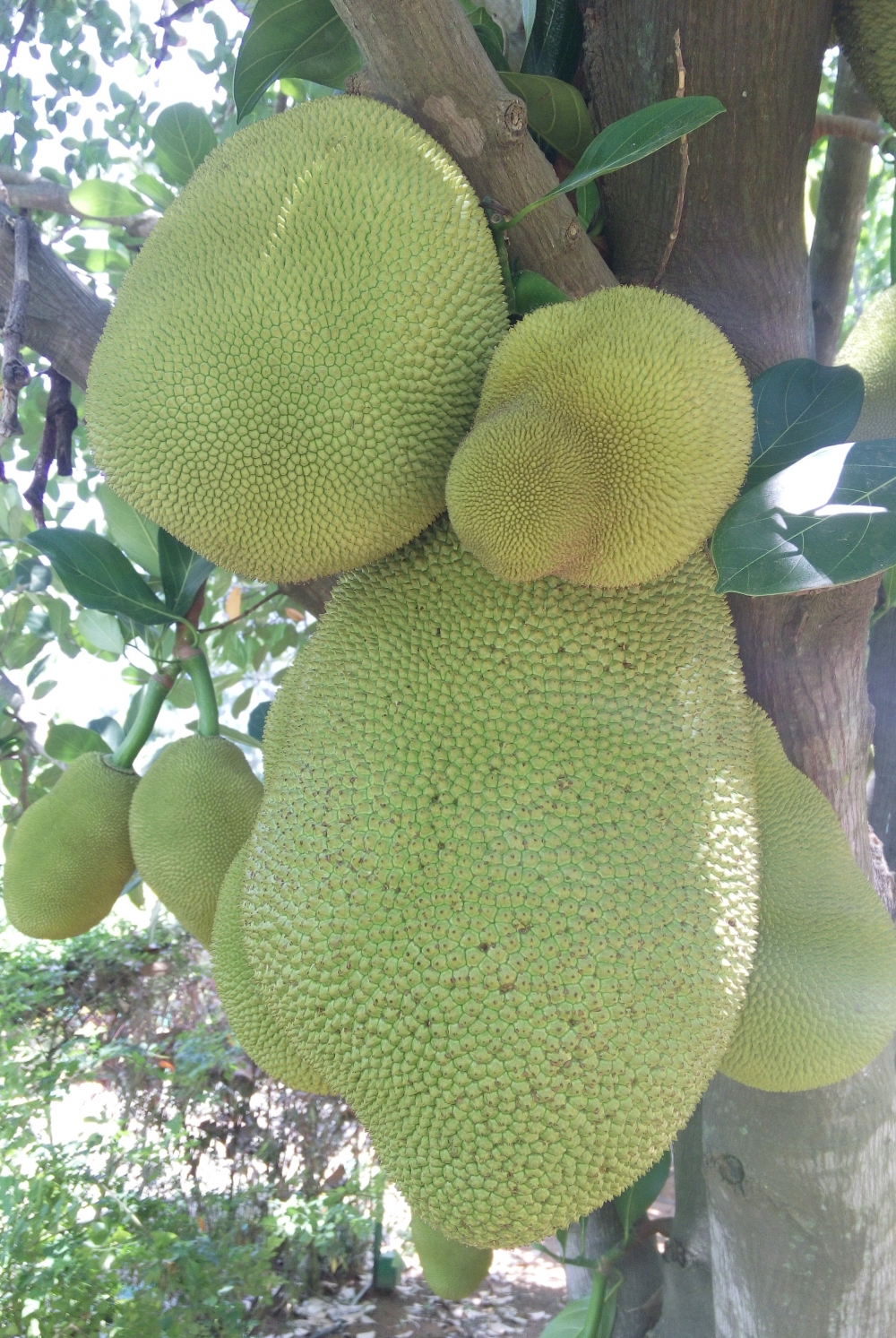 Jack fruits, Carrying on shoulder