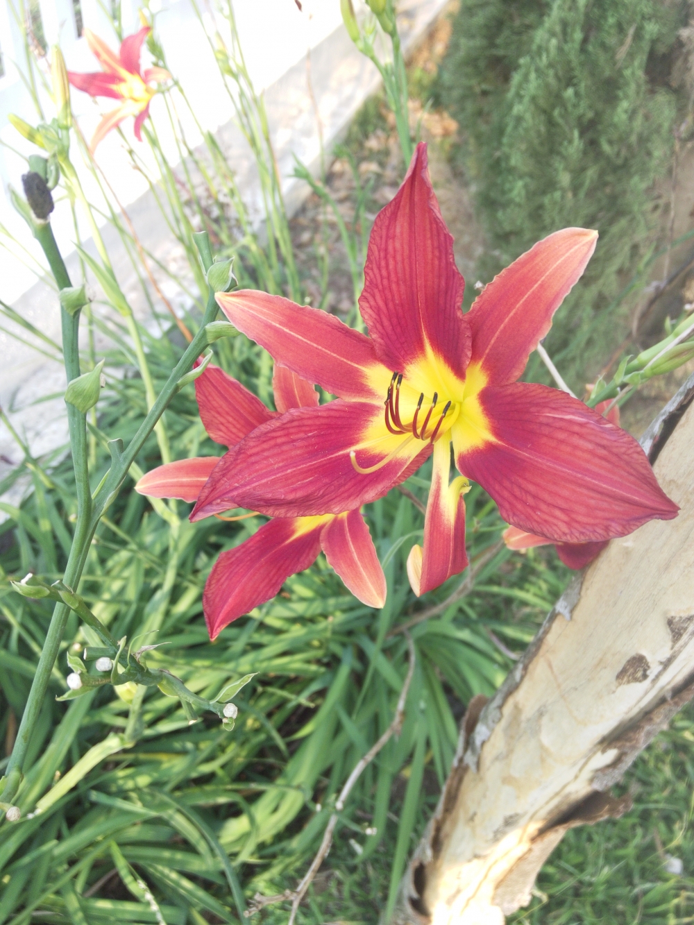 Flowers, Matching