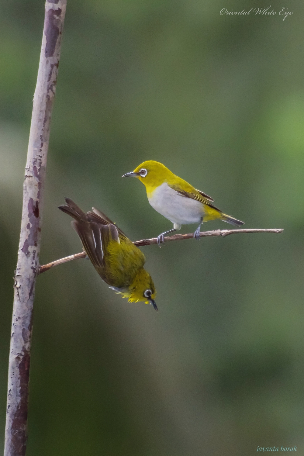 Oriental white eye, #wildlife #bird, 