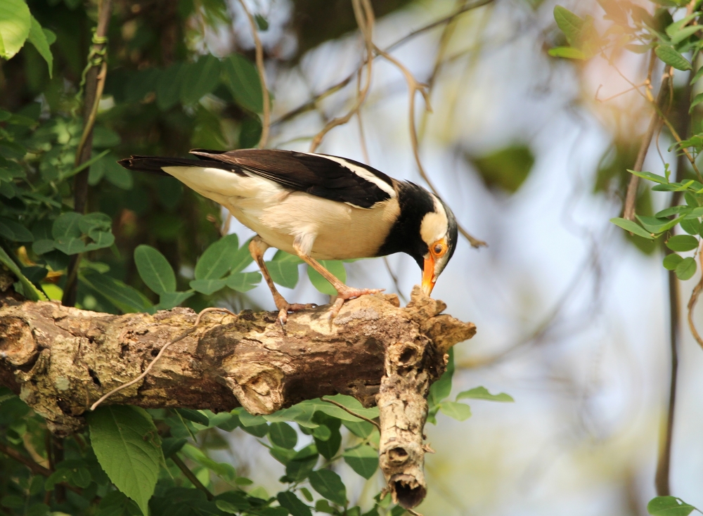 Pied Mayna , Bird, Birdgraphy,  Beautiful,  