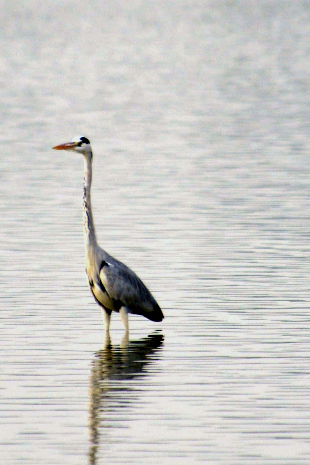 watching , #Birdsphotography #pgclick, 
