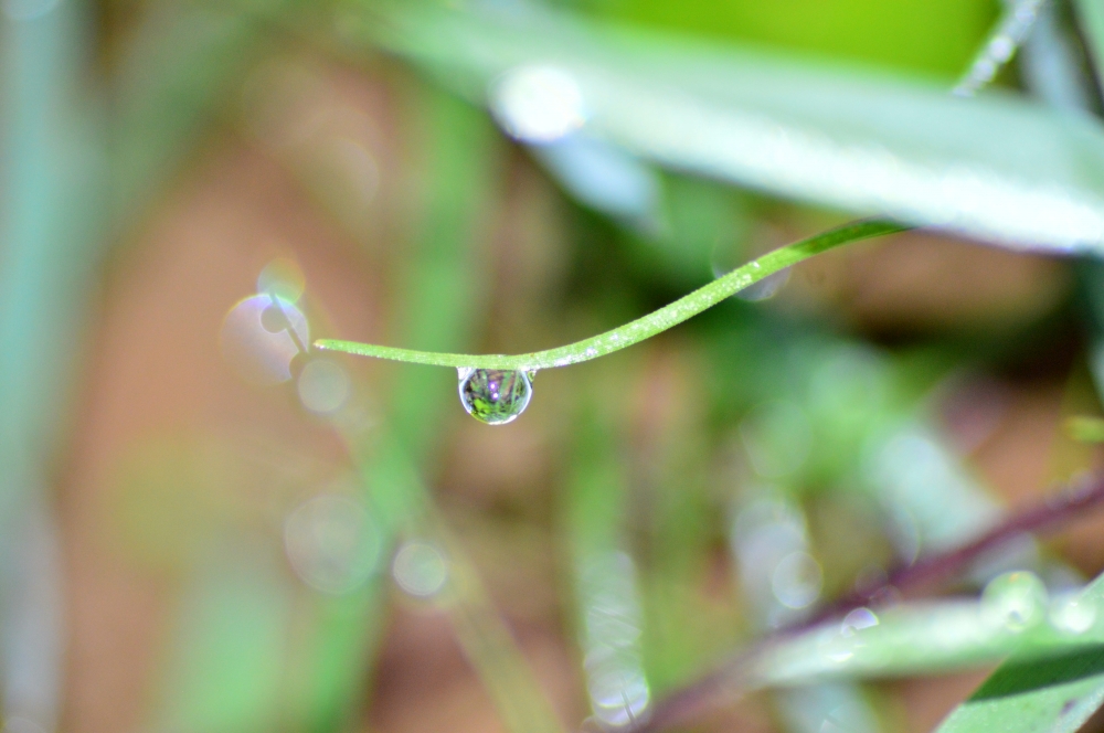 Water drop , water, waterdrops, plant, Macro photography, 