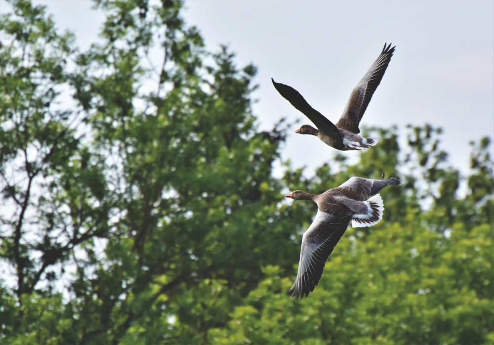 Wild geese, wild geese,goose,birds,nature,
