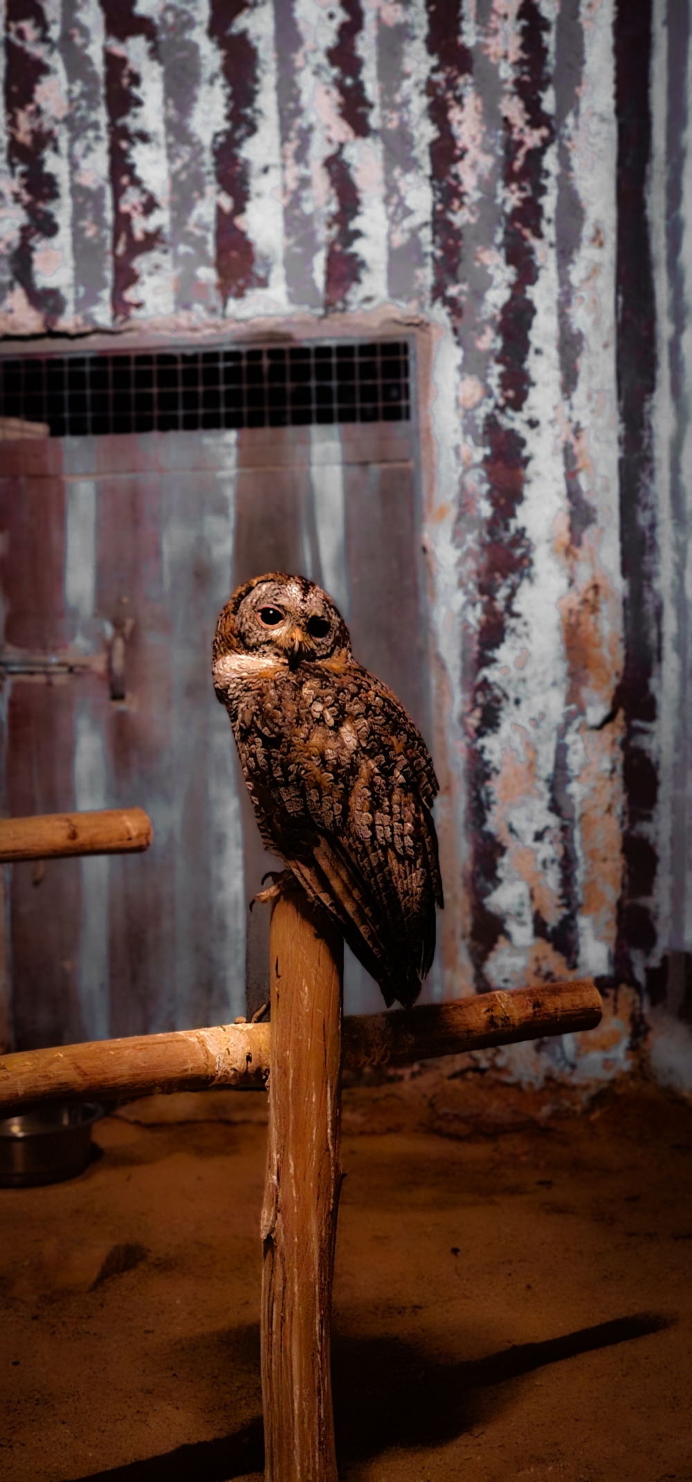 An owls , #owl, #birds #wildlife, #nature #wallpaper #HD #stock #landscapes# stone#reflection#wild #forest #nationalpark, 