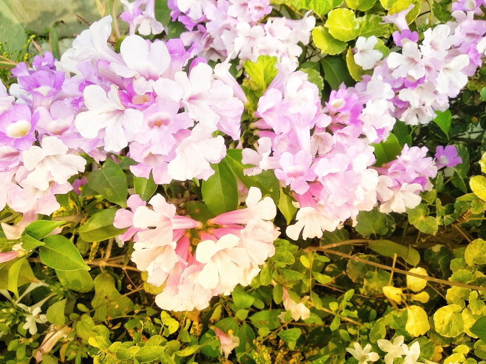 Smiling flowers.., Glory of morning....