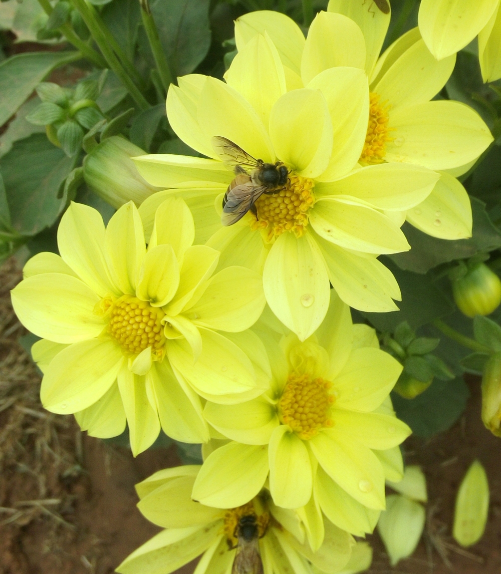 Bee at work, Perfect background