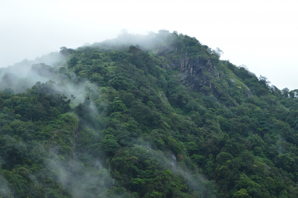 Morning mist, Nature, landscape, mist, Green, greenery, forest, mountains, wallpaper, green nature, 