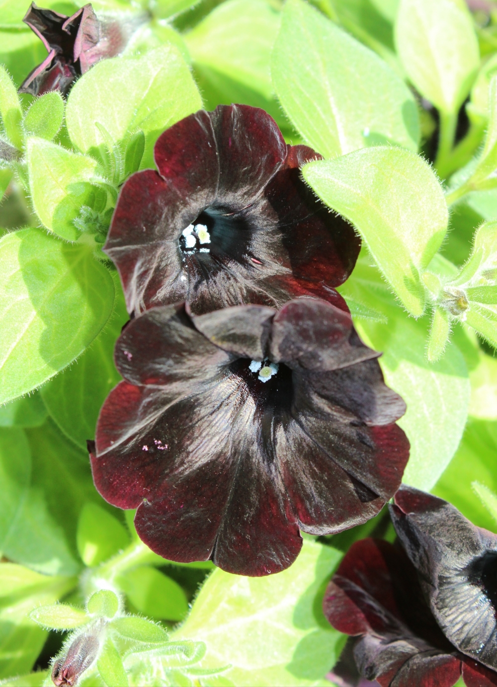 Flowers, Unusual, It looks different, 