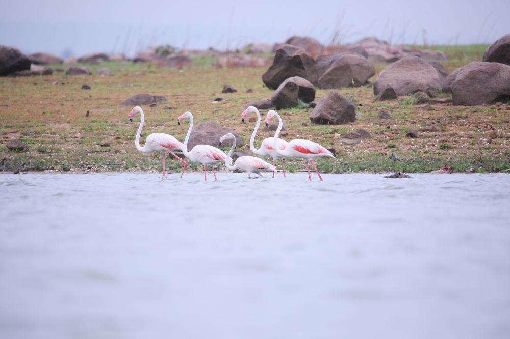 Flamingos, #pgclick #flamingos