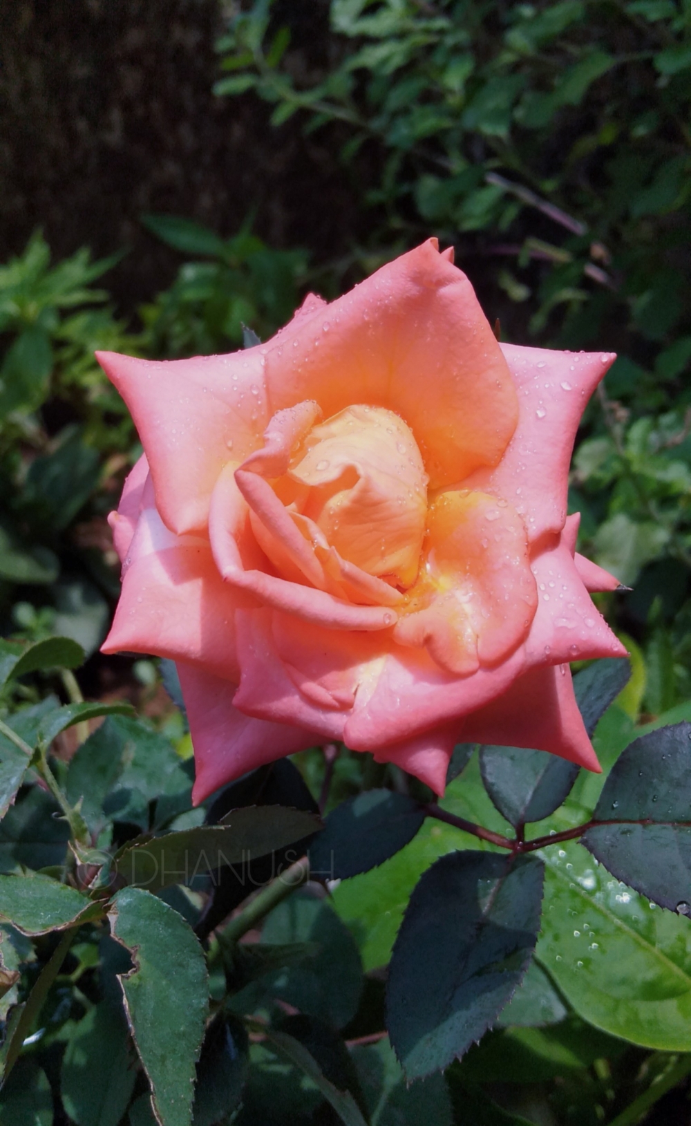 Rose, *Sudden shot #mountain #inserts #OPPO #A3S #OPPOA3S #butterfly #natural #nature #love #fly #Railway #butterflies #mobile #phonography #mobile_clicks3 #mobilephotography #hill#mobile_clicks #orange #OPPOFanview #garden #kanhangad #kerala #India #floramo #green #monsoon