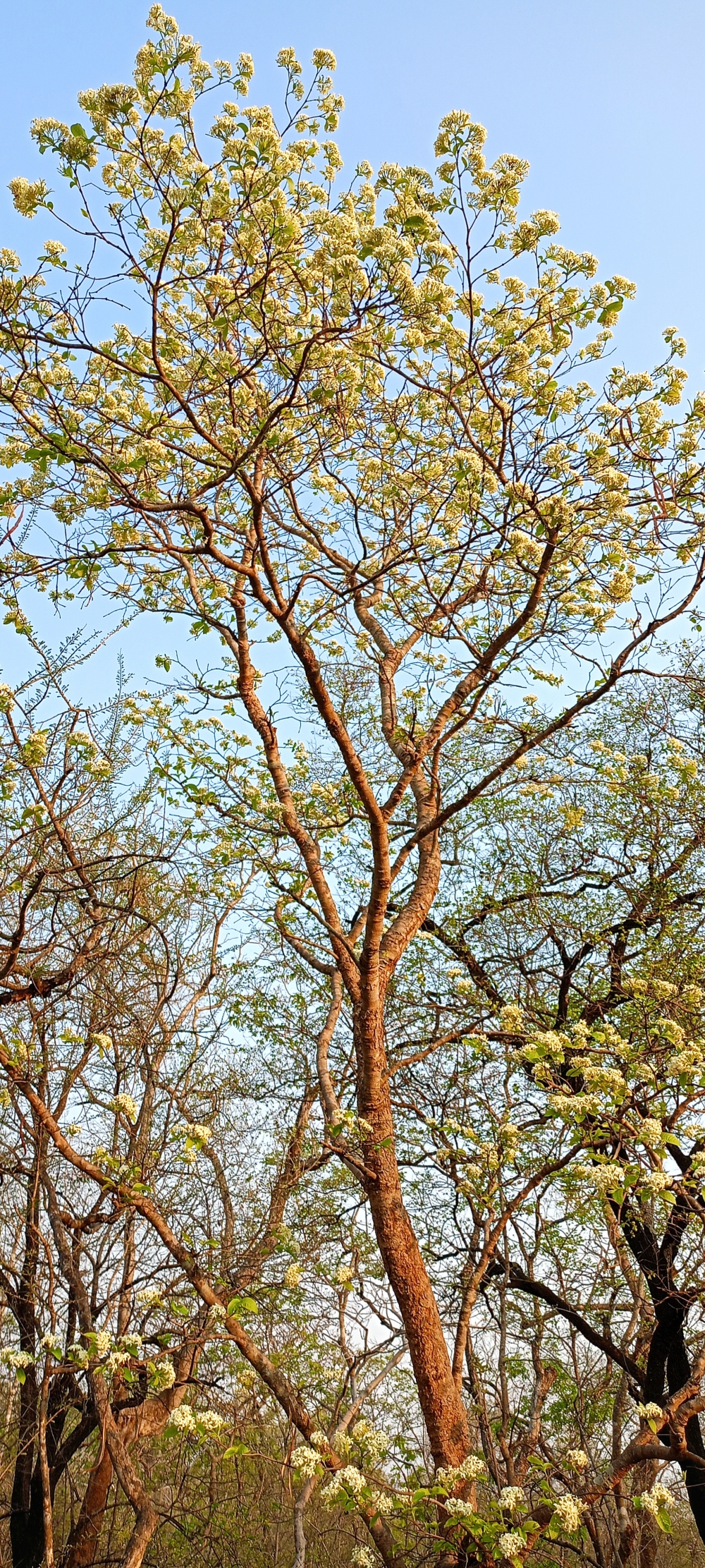 Flowers , Flowers, Nature background wallpaper hdclicks fullHD landscape limestonecaves wild bastar chhatishgarh kangervalleynationalpark kvnp, morningrays nature forest jungle munnabaghelphotography kvnp nationalpark bastar kangervalleynationalpark jagdalpur explore landscape gochhatishgarh bastarpicture photooftheday tree green wild Hill, summer tirathgarh waterfall waterfalls indianwaterfall  nationalpark kangervalleynationalpark Raipur CG forest HD wallpaper view kangervalley tirathgarh waterfall waterfalls jungle Bastar Chhattisgarh photosoftheday photo gallery wallpaper view kangervalley instapicture instagood viralpic, #nature #photography #love #instagood #photooftheday #travel #sky #beautiful #art #naturephotography #like #landscape #sunset #photo #picoftheday #instagram #sun #beach #life #winter #sea #fun #cute #clouds #happy #naturelovers #summer #bhfyp, 