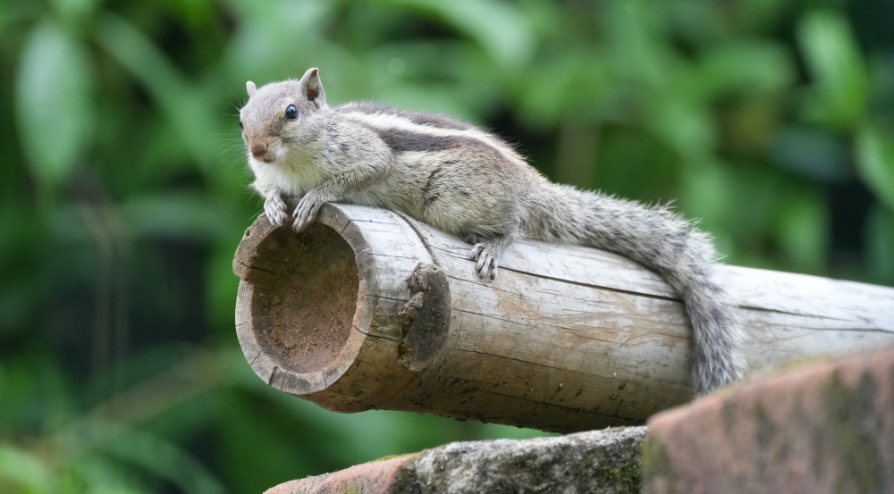 Squirrel sit on a wood., #animals#photooftheday#ameteur photography#nature