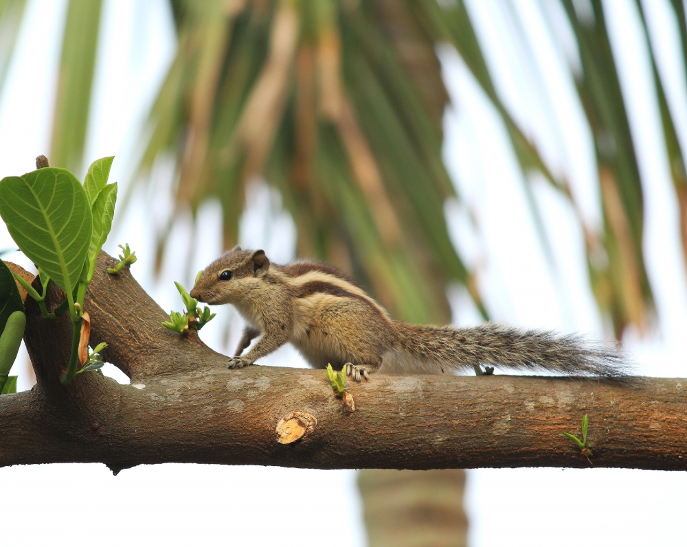 INDIAN SQUIRREL, Wildlife,  squirrel,  beautiful,  leaves,  tree, 