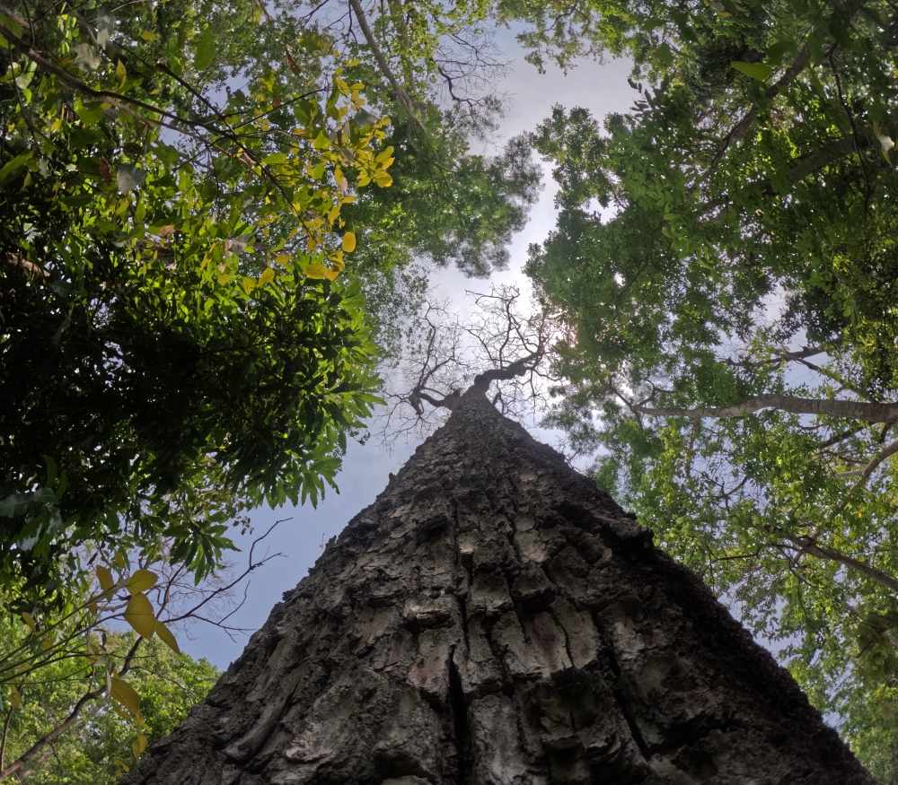 Saja tree, #Nature #background #wallpaper #hdclicks #fullHD#fksayyad @f.k.sayyad, 