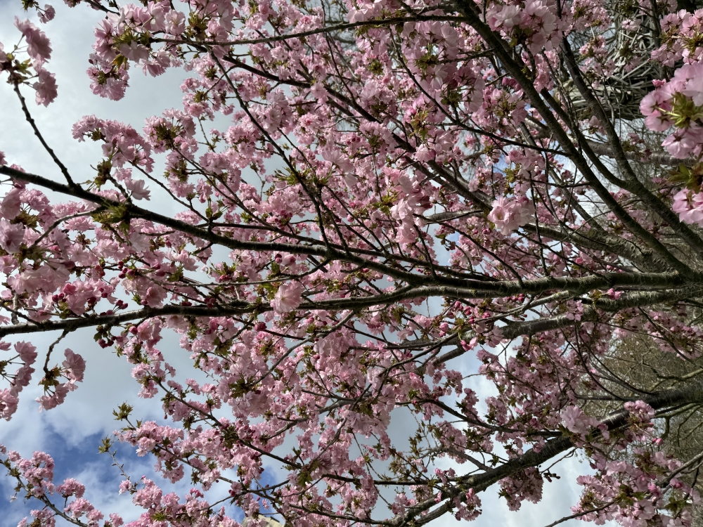 Cherry Blossom, #nature #photography #love #instagood #photooftheday #travel #sky #beautiful #art #naturephotography #like #landscape #sunset #photo #picoftheday #instagram #sun #beach #life #winter #sea #fun #cute #clouds #happy #naturelovers #summer #bhfyp, 