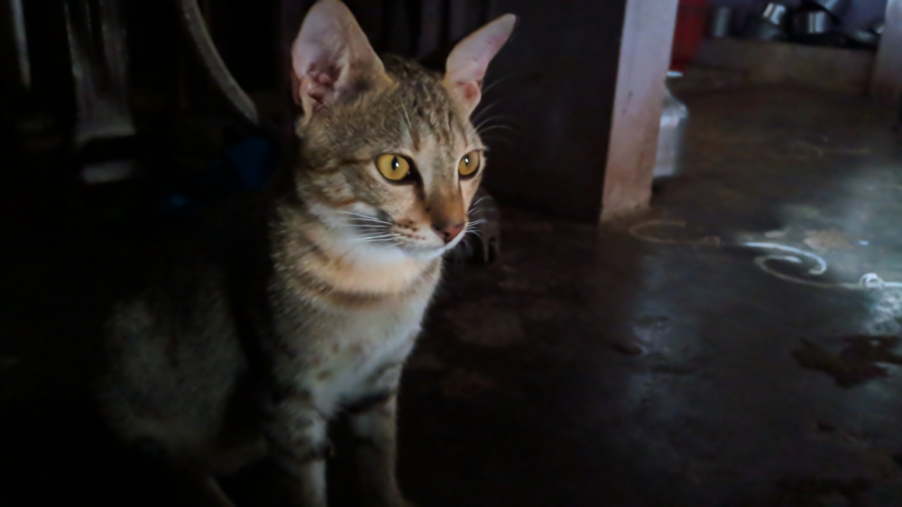 Cat looks very angry to anthor one, Animal