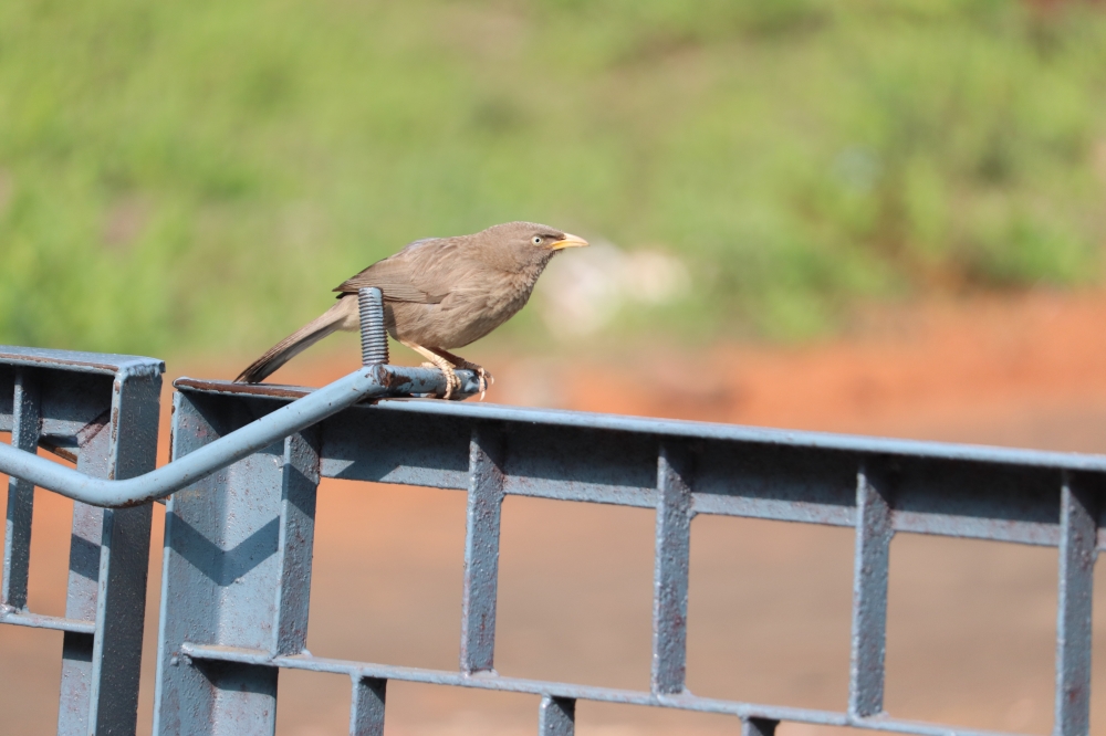 Bird, #birds #wildlife, #pgclick, #Birdsphotography #pgclick, 