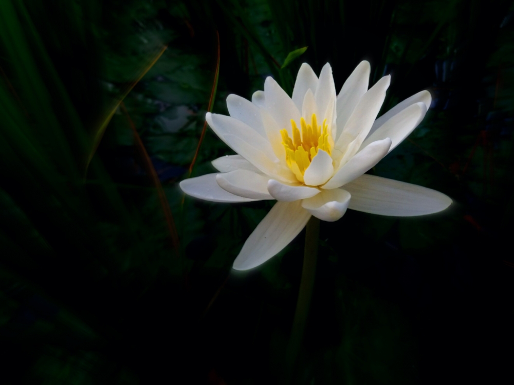 Lotus, Flowers, 