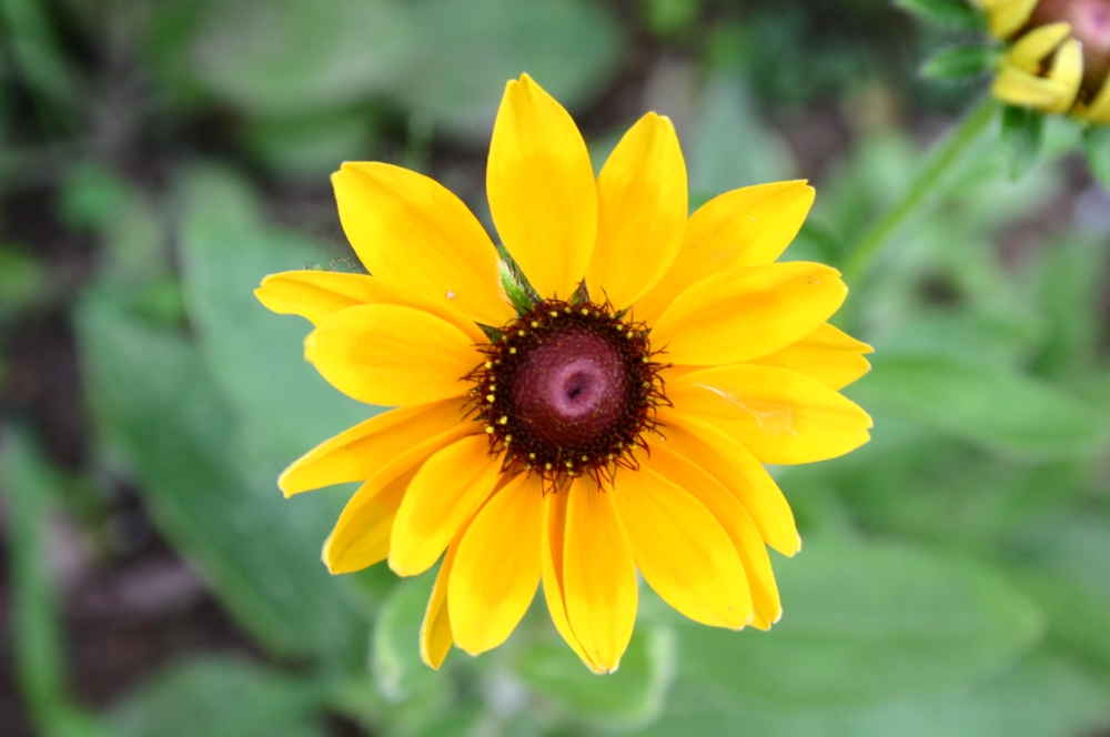 Sunflower , Sun, sunflower, #Flowers #Nature #hdclicks #photooftheday #winter #background #fullHD #landscape #wildflowers, 