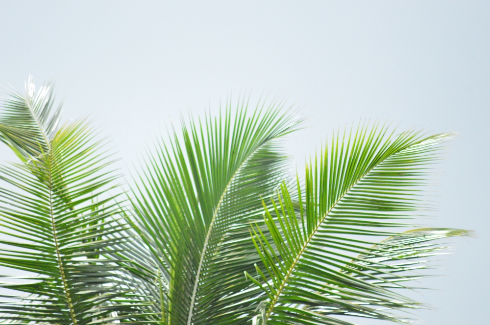 Cocunut leaf, Leaf, cocunut leaf, Nature, natural, Green, gree leaf, Sky, wallpaper, 